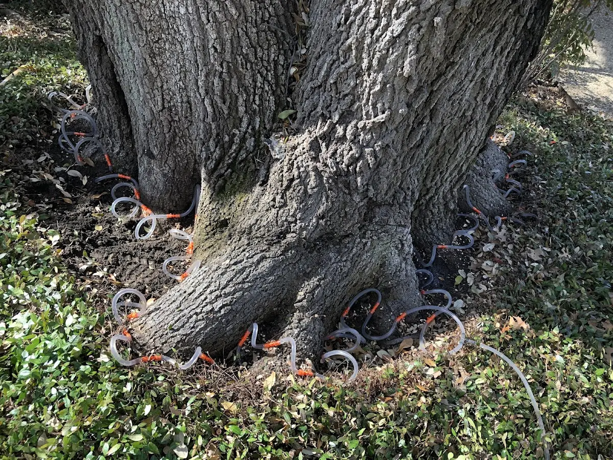 Detailed Tree Cabling and Bracing job site in Birchrunville
