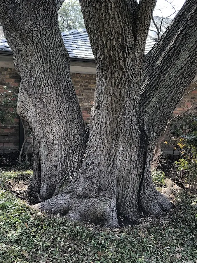 Mature heritage tree close to a Birchrunville property cared for by certified arborists
